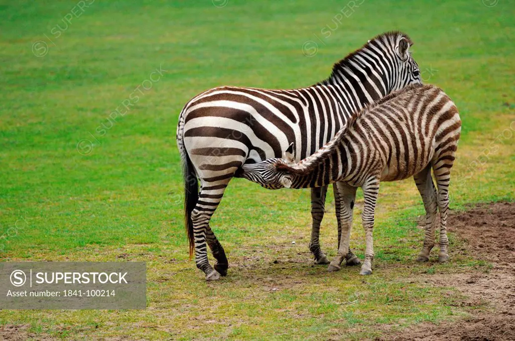 Female Grant´s Zebra Equus quagga boehmi with foal