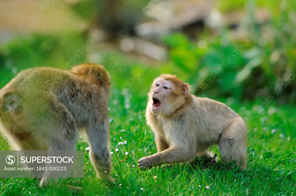 Two Barbary Macaques Macaca sylvanus in meadow