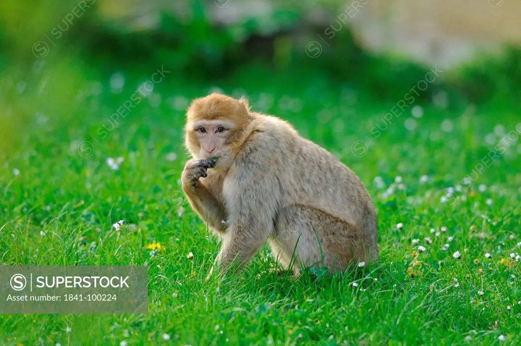 Barbary Macaque Macaca sylvanus in meadow