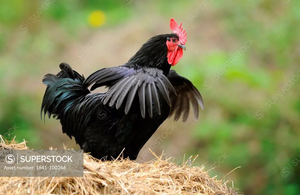 Chicken Gallus gallus domesticus, rooster