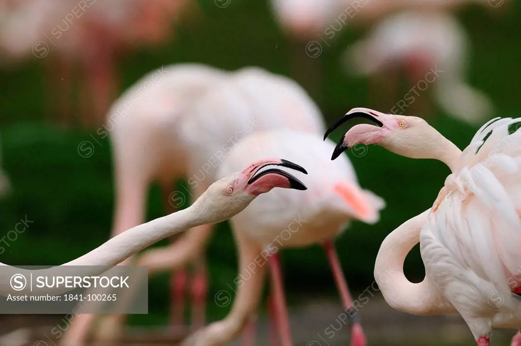 Two Chilean Flamingo Phoenicopterus chilensis face to face