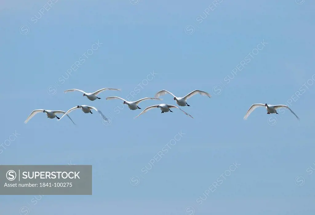 Flying Mute Swans Cygnus olor