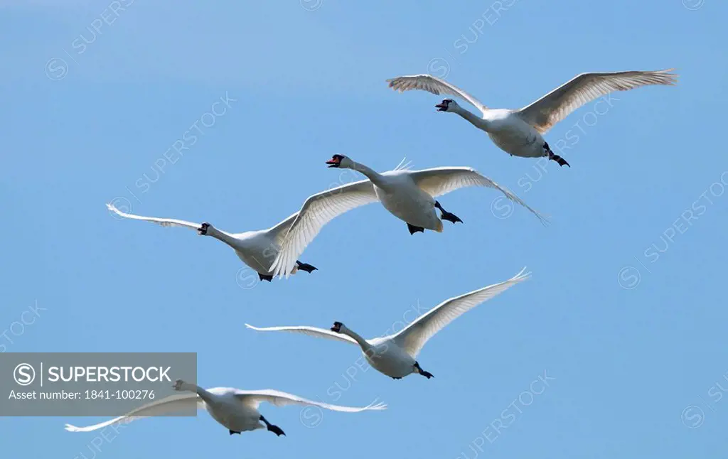 Flying Mute Swans Cygnus olor