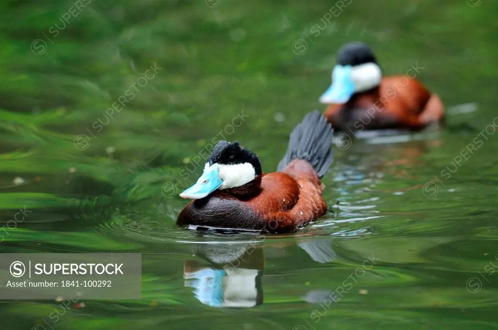 Two Ruddy Ducks Oxyura jamaicensis on water, Zoo Augsburg, Germany