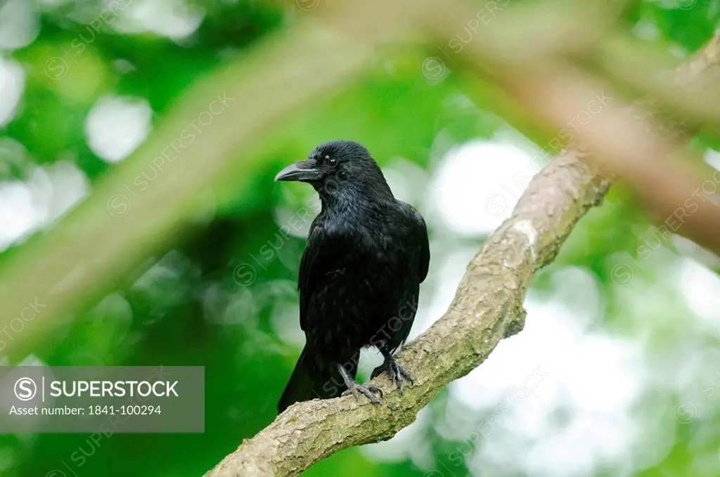 Carrion Crow Corvus corone on branch
