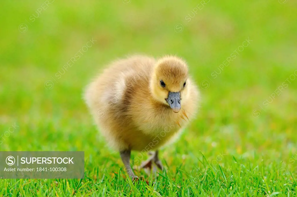 Wild Goose chick Anser anser in meadow