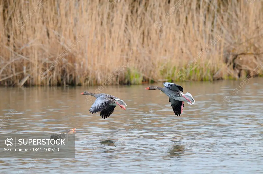 Three Wild Geese Anser anser landing on water