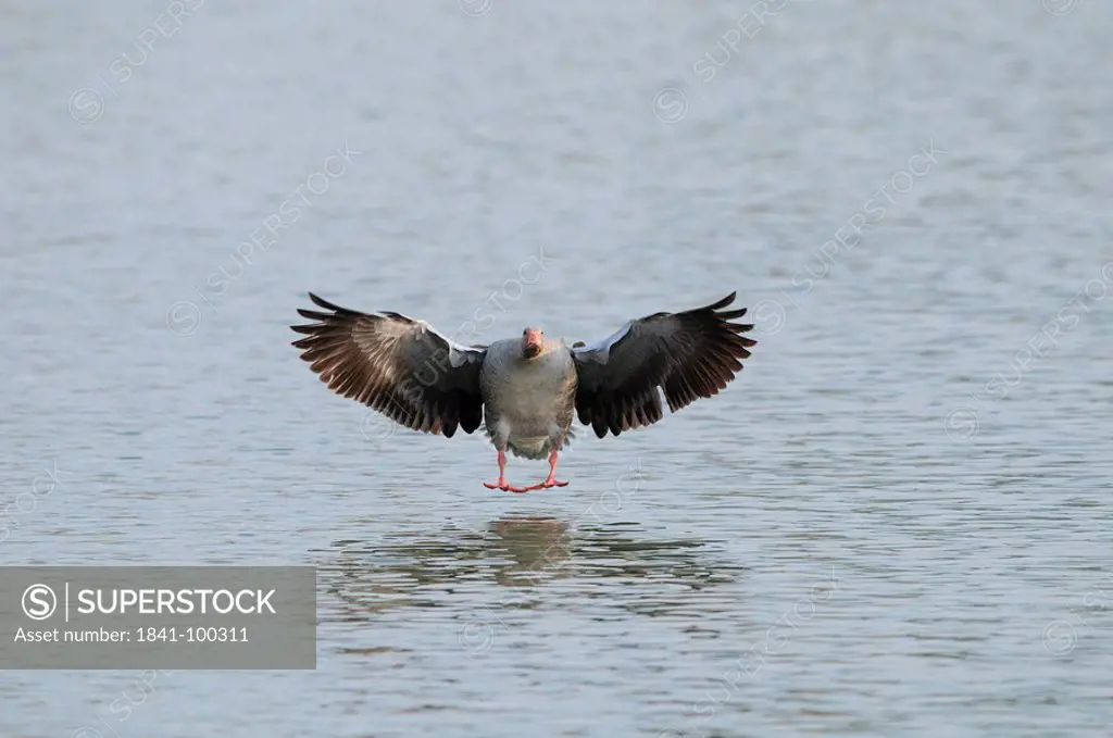 Wild Goose Anser anser landing on water