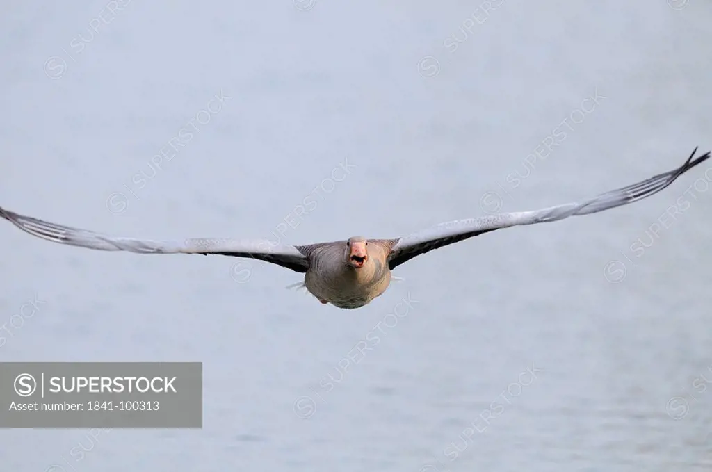 Wild Goose Anser anser flying