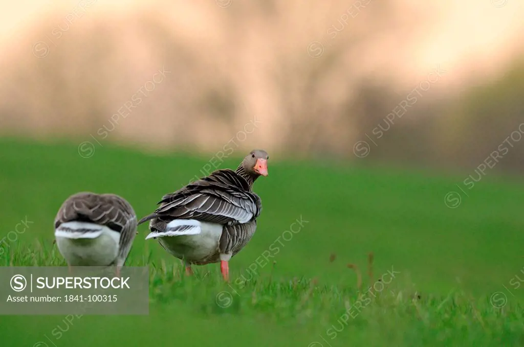 Two Wild Geese Anser anser in meadow