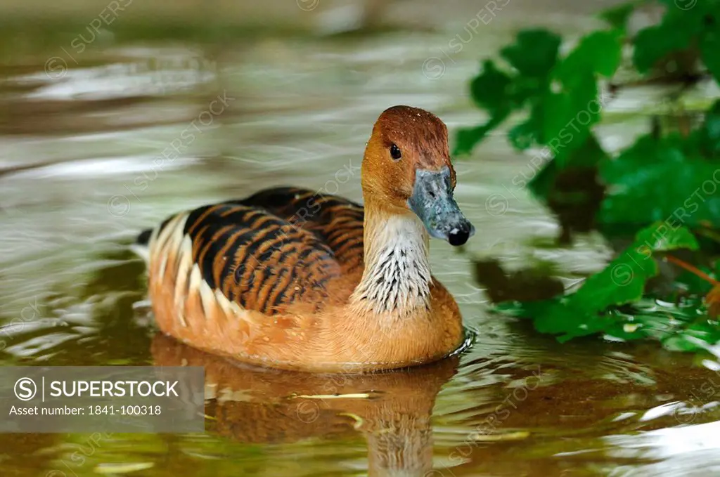 Fulvous Whistling Duck Dendrocygna bicolor in water