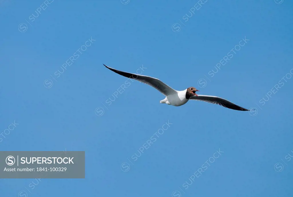 Black_headed Gull Larus ridibundus flying