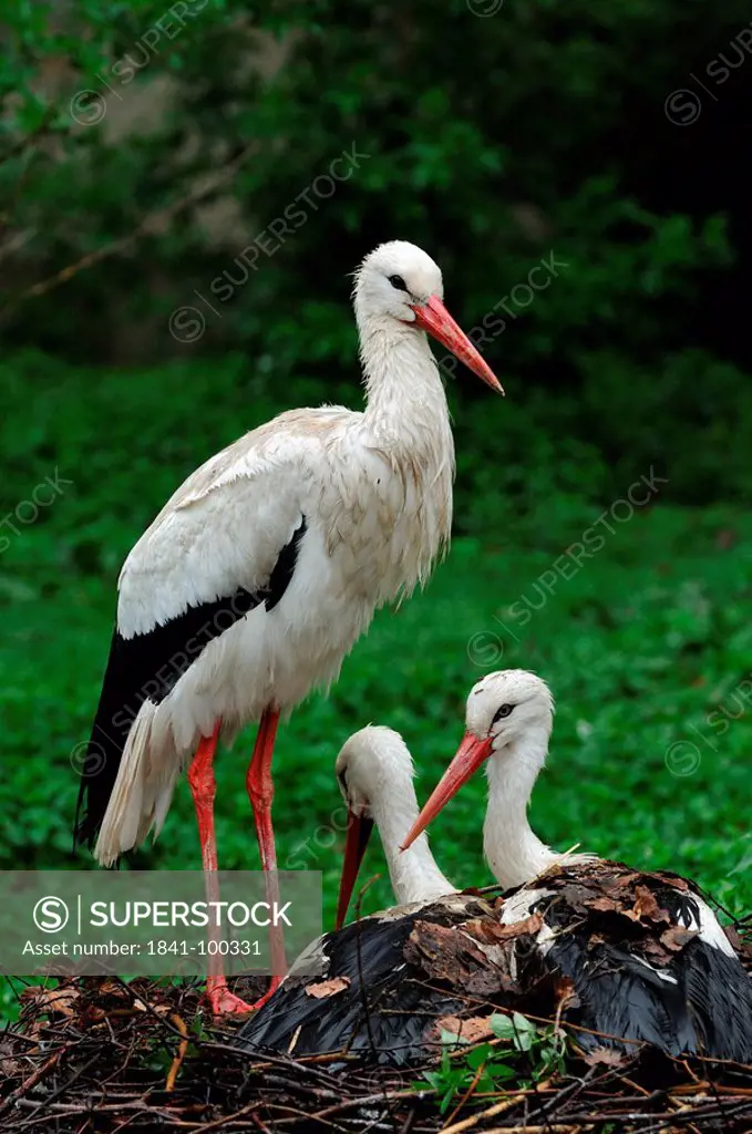 White Stork Ciconia ciconia with two youngs