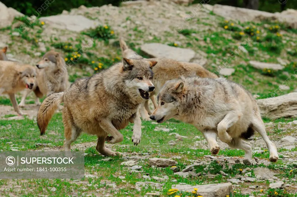 Aggressive pack of Wolves Canis lupus