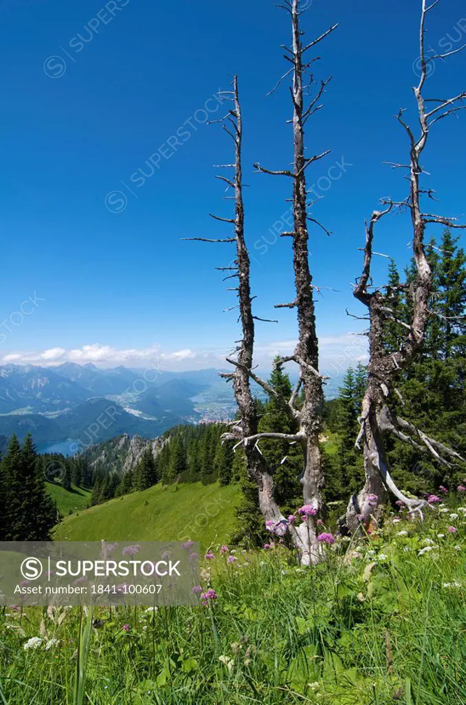 At Tegelberg, Ammergau Alps, Bavaria, Germany, Europe