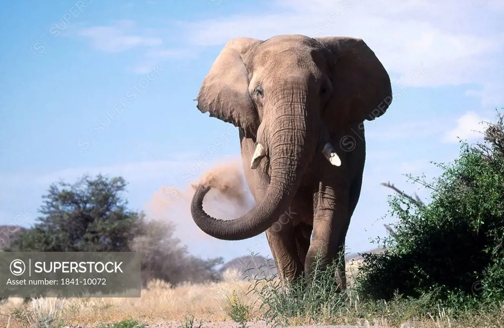 African elephant Loxodonta africana taking dust bath in field