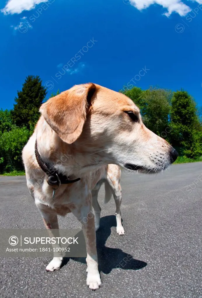 Profile of a dog