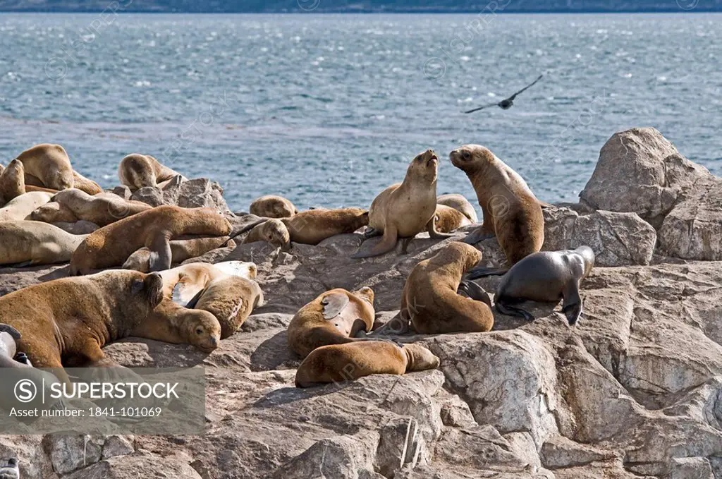 Sea lion colony on a rocky island, Tierra del Fuego, Argentina
