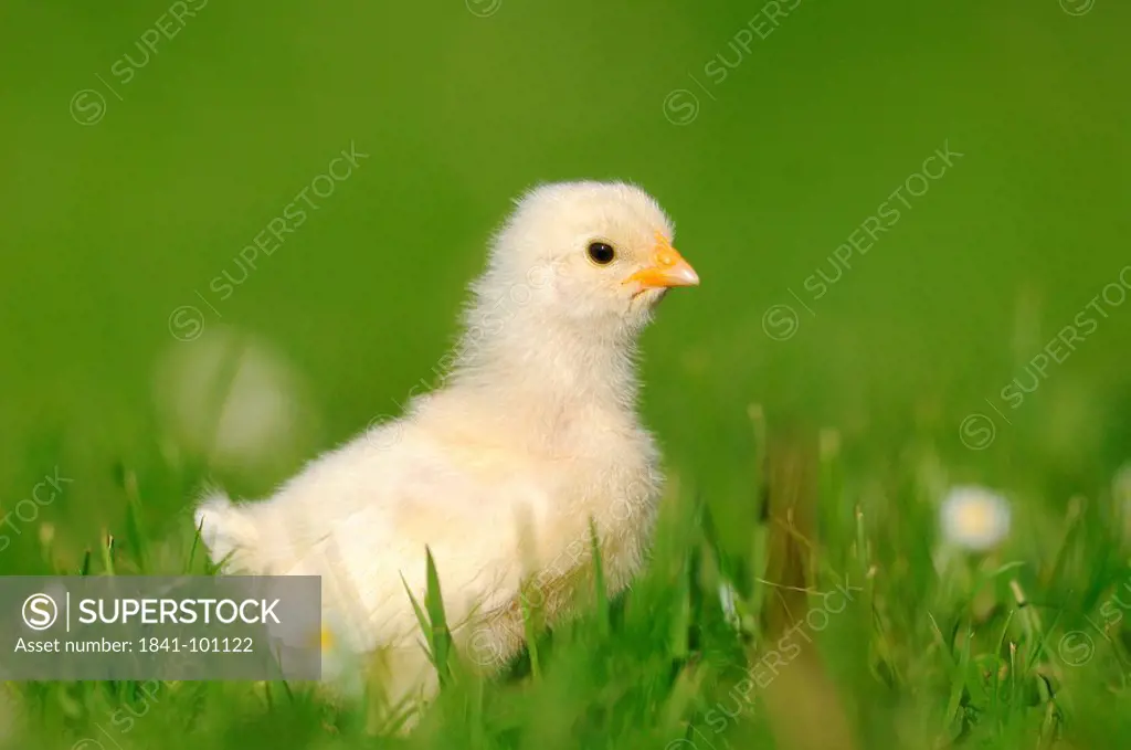 Chick, barn fowl, Gallus gallus domesticus