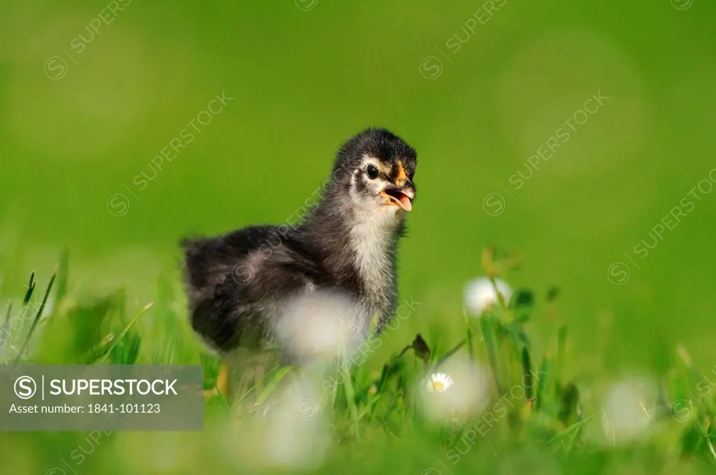 Chick, barn fowl, Gallus gallus domesticus