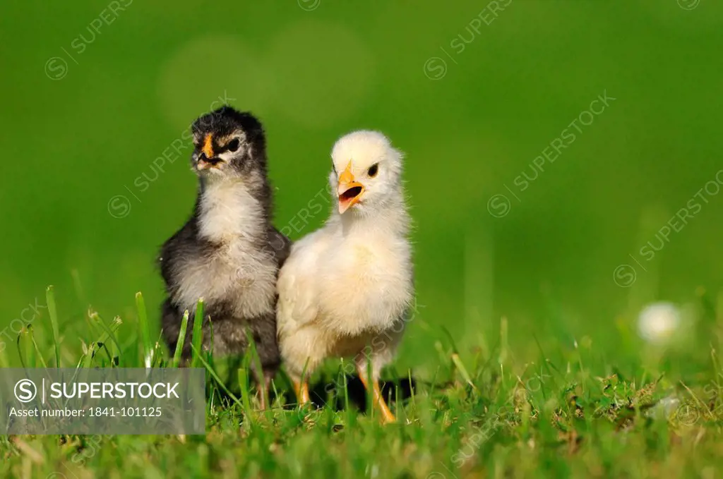 Two chicks, barn fowl, Gallus gallus domesticus