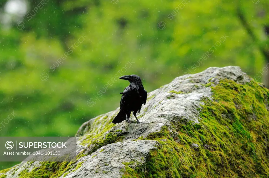 Common raven, Corvus corax, Germany, Europe