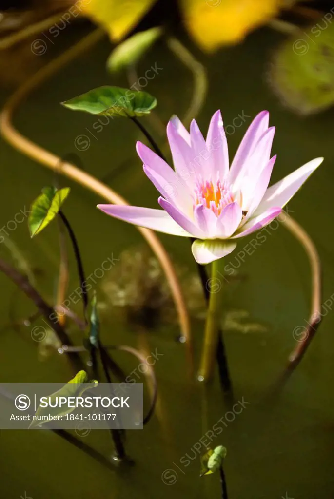 Lotus Nelumbo in water, Thailand, close_up