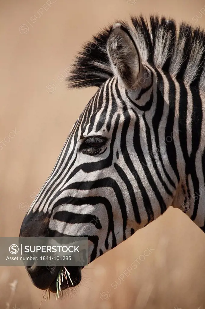 Plains zebra Equus quagga in the savannah, Pilanesberg Game Reserve, South Africa