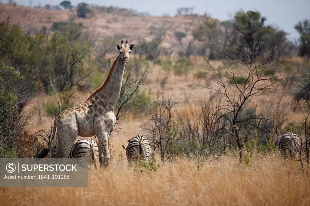 Giraffe Giraffa camelopardalis and Zebras in the savannah, Pilanesberg Game Reserve, South Africa