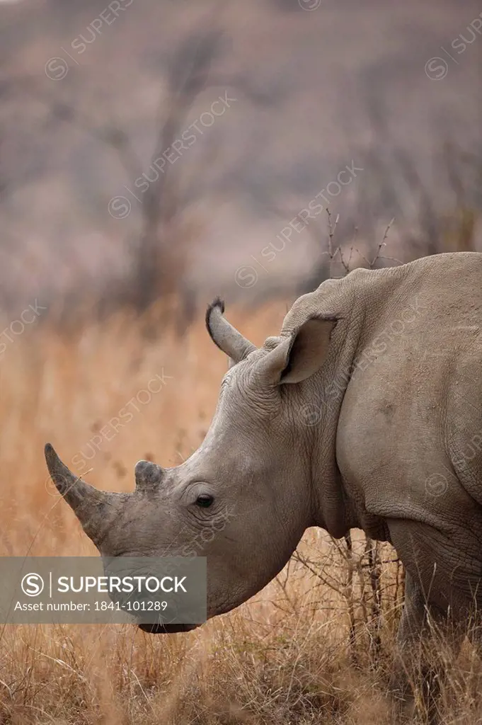 White Rhinoceros Ceratotherium simum in the savannah, Pilanesberg Game Reserve, South Africa