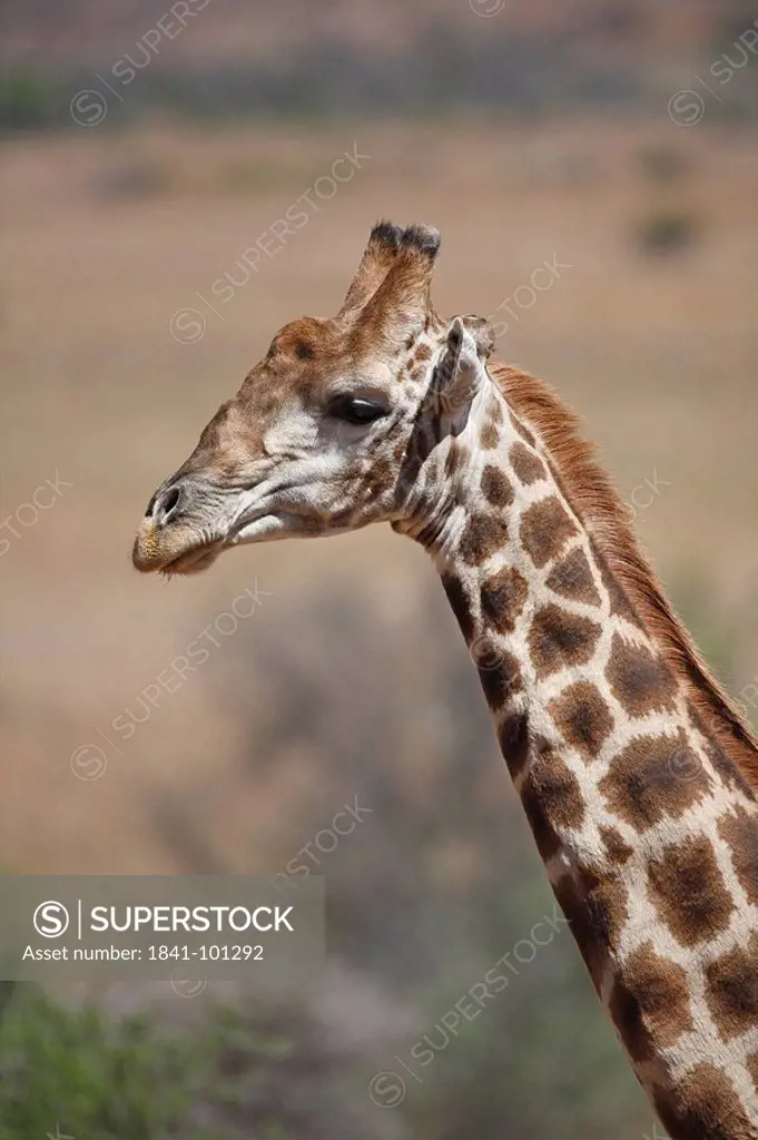 Giraffe Giraffa camelopardalis in the savannah, Pilanesberg Game Reserve, South Africa