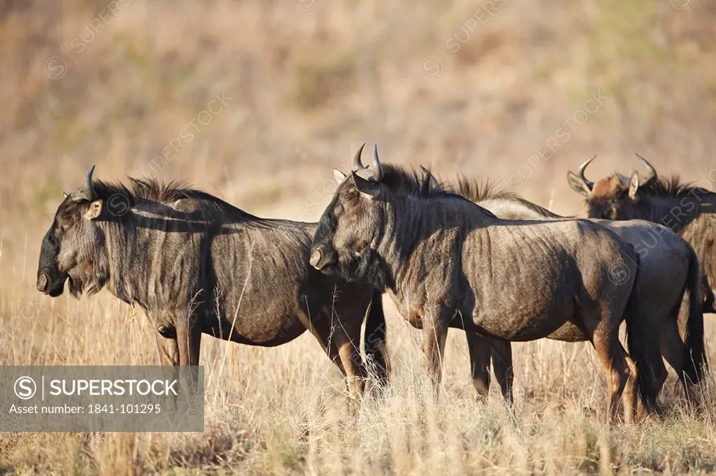 Blue Wildebeests Connochaetes taurinus in the savannah, Pilanesberg Game Reserve, South Africa