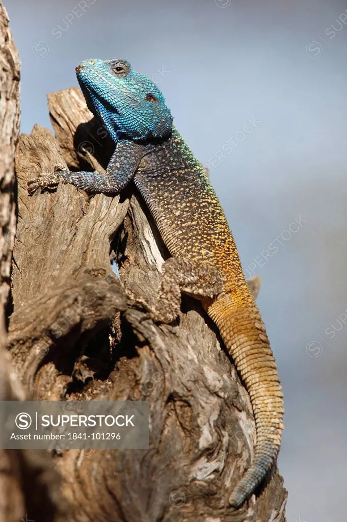 Blue_headed agama Acanthocercus atricollis on a tree stump, Pilanesberg Game Reserve, South Africa