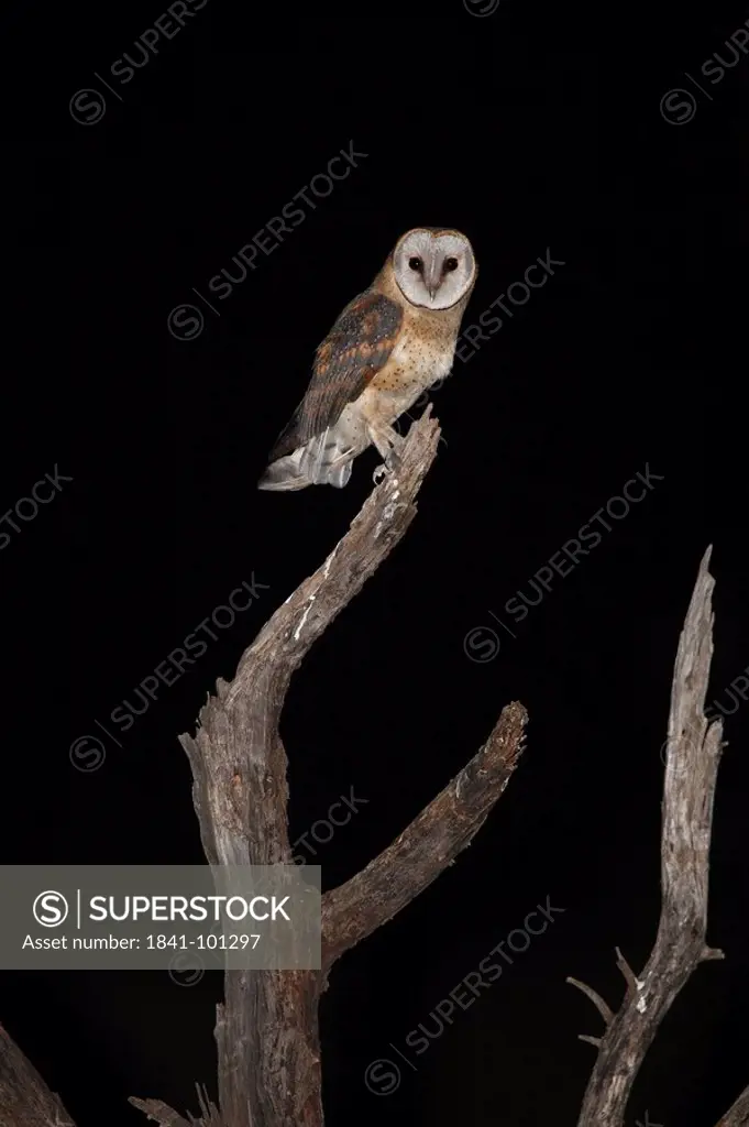 Barn Owl Tyto alba on a branch at night, Pilanesberg Game Reserve, South Africa