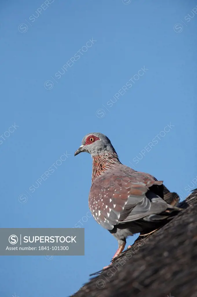 Speckled Pigeon Columba guinea on thatched roof, Pilanesberg Game Reserve, South Africa