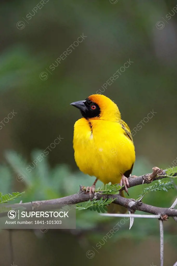 African Masked Weaver Ploceus velatus on a branch, Pilanesberg Game Reserve, South Africa