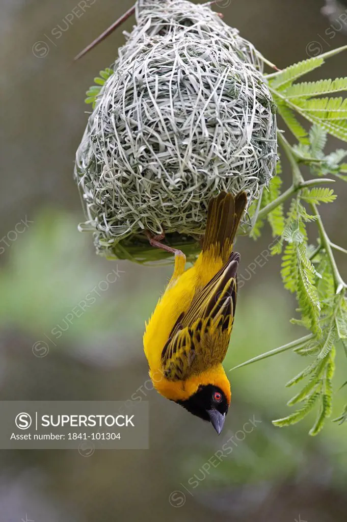 African Masked Weaver Ploceus velatus building nest, Pilanesberg Game Reserve, South Africa