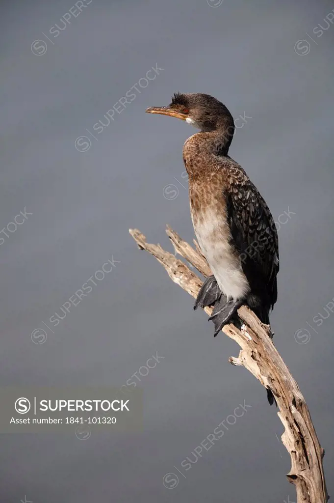 Reed Cormorant Phalacrocorax africanus on a branch, Pilanesberg Game Reserve, South Africa