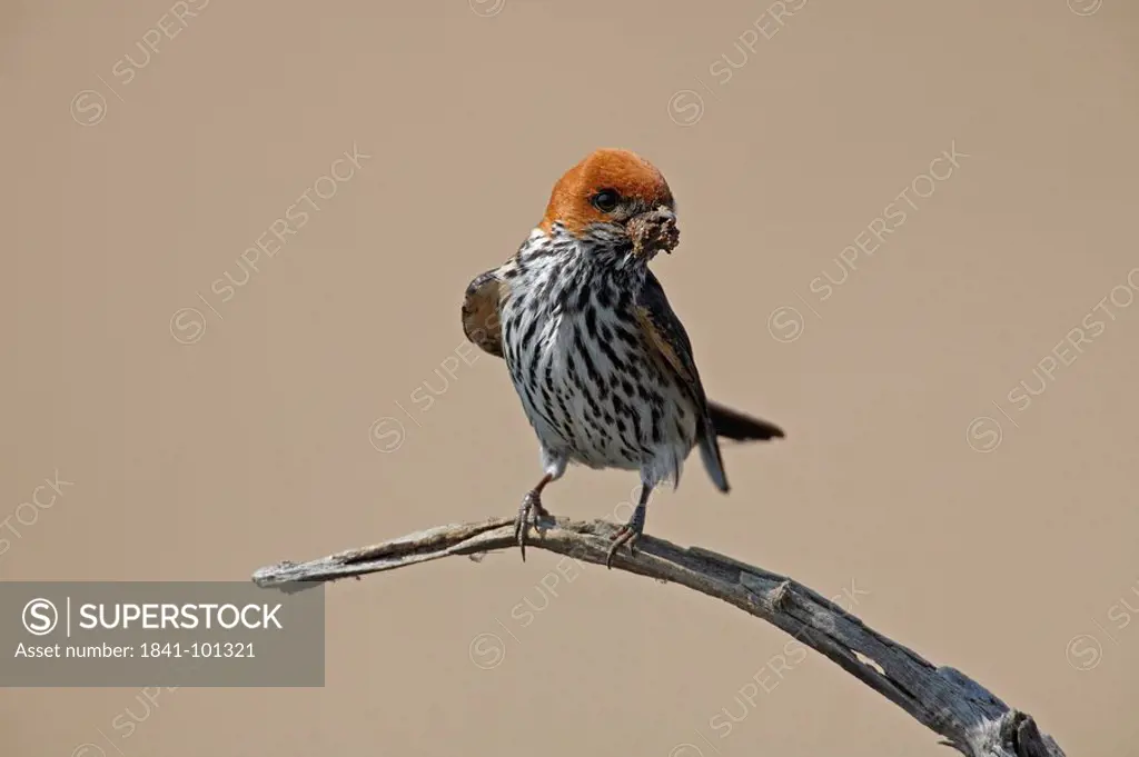 Lesser Striped Swallow Cecropis abyssinica with mud in bill for nest building, Pilanesberg Game Reserve, South Africa