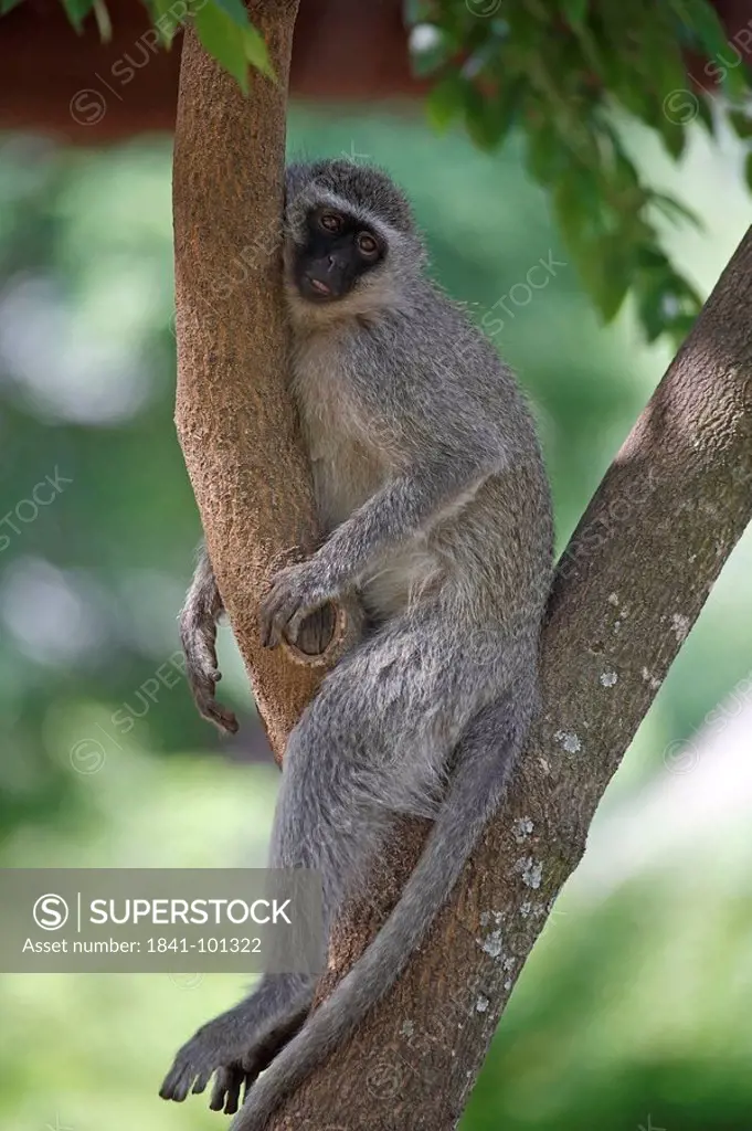 Vervet Monkey Chlorocebus pygerythrus in tree, Pilanesberg Game Reserve, South Africa