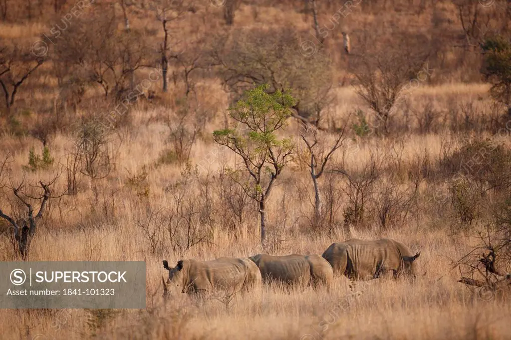 Three White Rhinoceri Ceratotherium simum in the savannah, Pilanesberg Game Reserve, South Africa