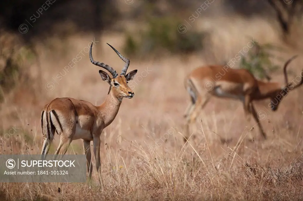 Two Impalas Aepyceros melampus in the savannah, Pilanesberg Game Reserve, South Africa