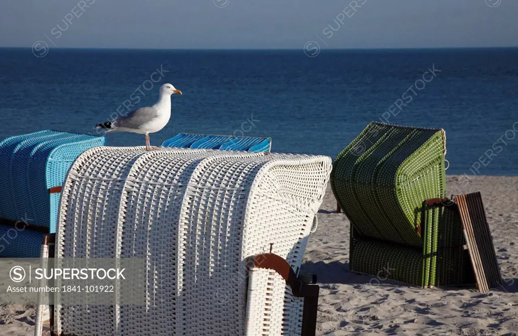 European Herring Gull Larus argentatus on beach chair, Helgoland, Germany