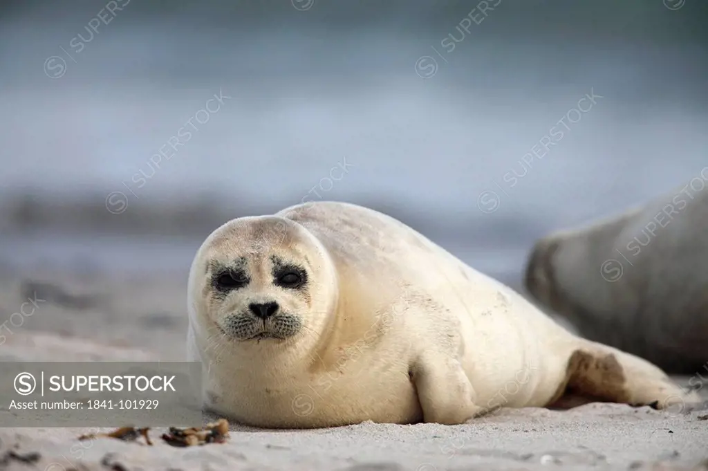 Young Common Seal Phoca vitulina on beach, Helgoland, Germany