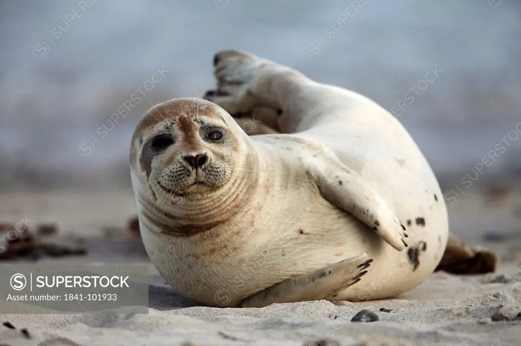 Common Seal Phoca vitulina on beach, Helgoland, Germany
