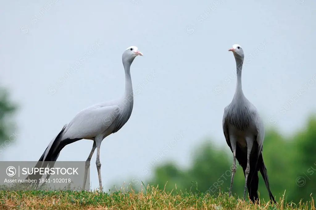 Two Blue Cranes Anthropoides paradiseus in a meadow