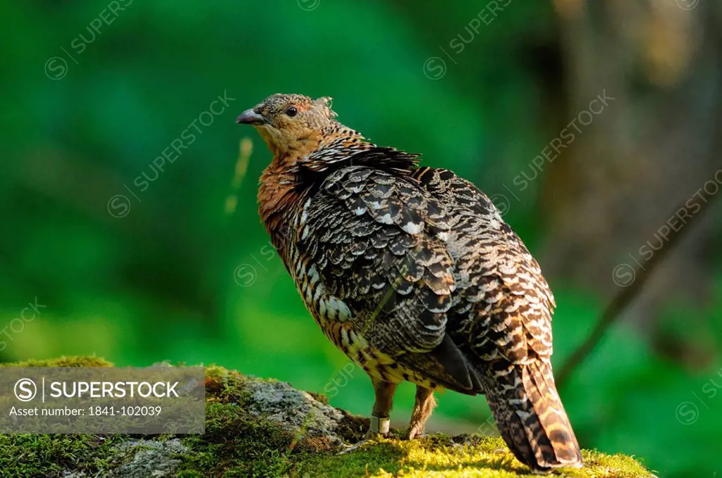 Female Western Capercaillie Tetrao urogallus, Bavarian Forest, Germany