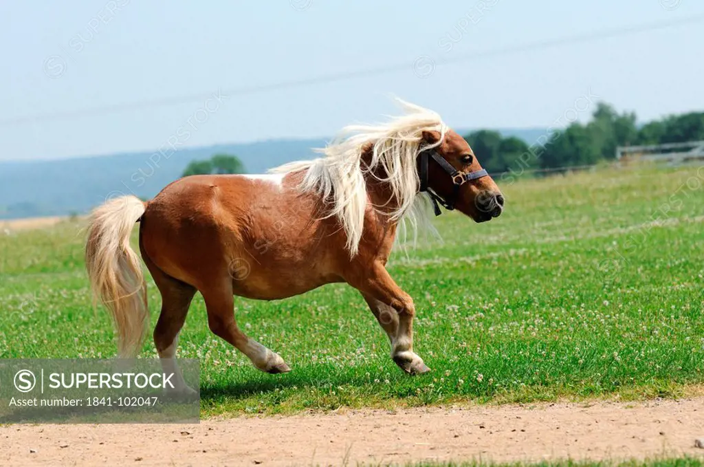 Running Shetland pony