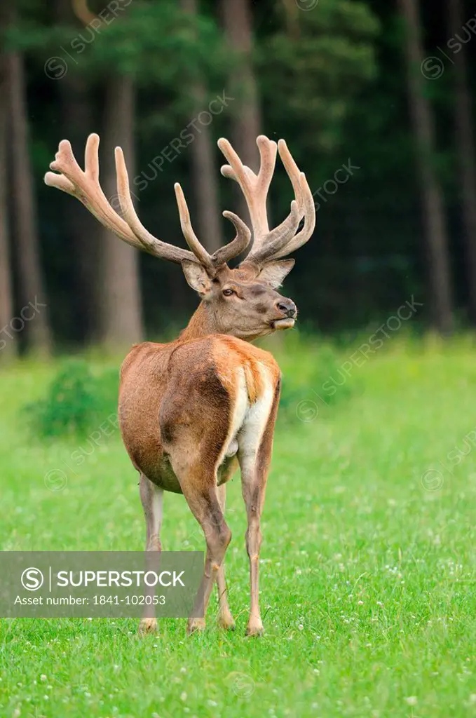 Young male red deer Cervus elaphus in a meadow