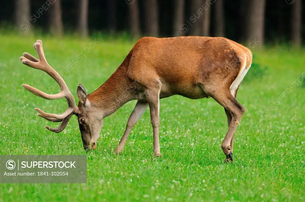 Young male red deer Cervus elaphus grazing in a meadow